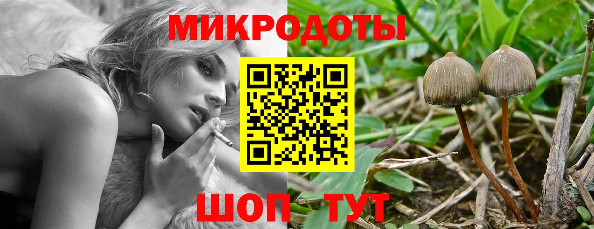Псилоцибиновые грибы Psilocybine cubensis Северск